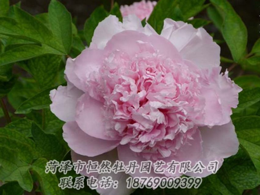 點(diǎn)擊查看詳細(xì)信息<br>標(biāo)題：粉色牡丹 閱讀次數(shù)：2078