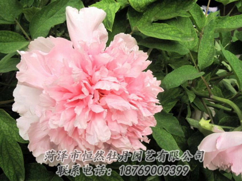 點(diǎn)擊查看詳細(xì)信息<br>標(biāo)題：粉色牡丹 閱讀次數(shù)：1913