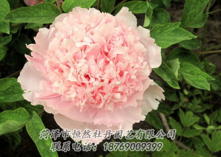 點(diǎn)擊查看詳細(xì)信息<br>標(biāo)題：粉色牡丹 閱讀次數(shù)：2019