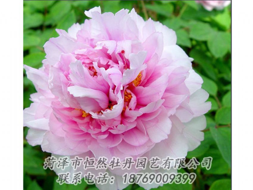 點(diǎn)擊查看詳細(xì)信息<br>標(biāo)題：粉色牡丹 閱讀次數(shù)：2040