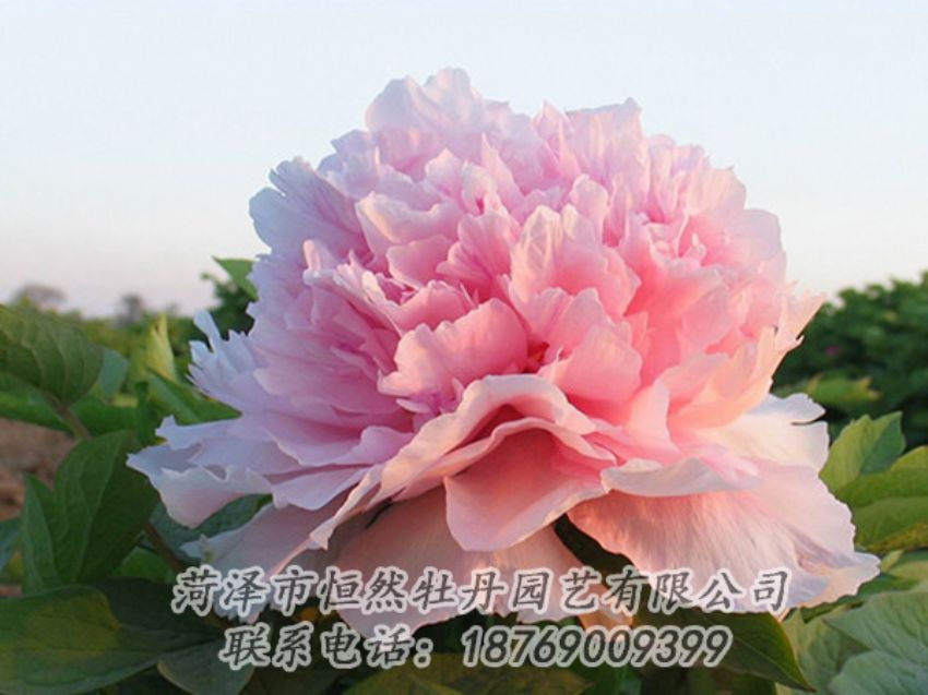 點(diǎn)擊查看詳細(xì)信息<br>標(biāo)題：粉色牡丹 閱讀次數(shù)：2124