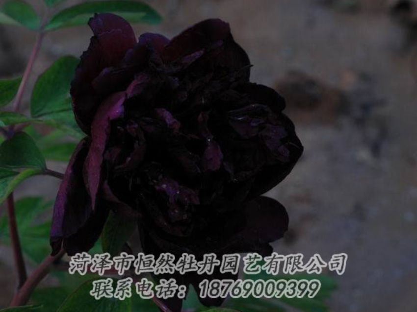 點(diǎn)擊查看詳細(xì)信息<br>標(biāo)題：黑色牡丹 閱讀次數(shù)：2049