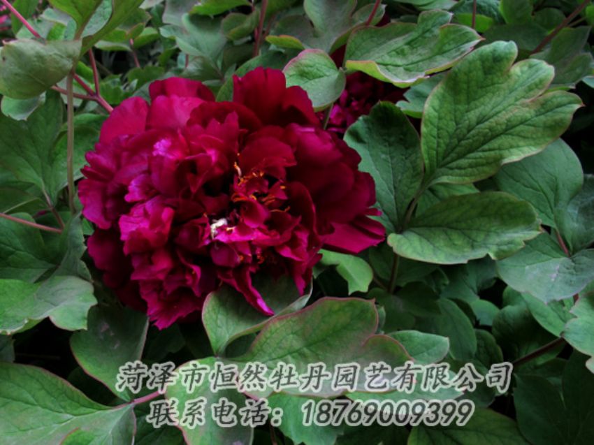 點(diǎn)擊查看詳細(xì)信息<br>標(biāo)題：黑色牡丹 閱讀次數(shù)：2077