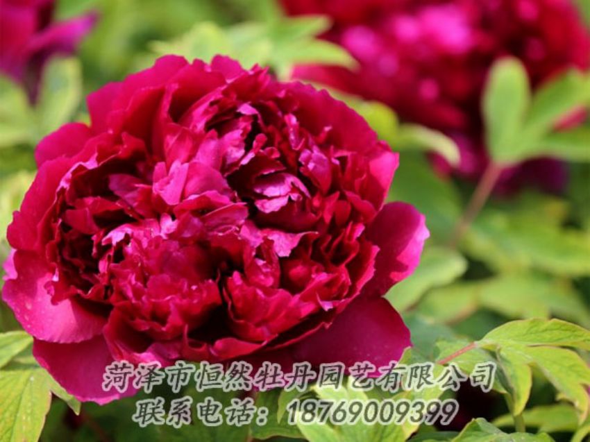 點(diǎn)擊查看詳細(xì)信息<br>標(biāo)題：黑色牡丹 閱讀次數(shù)：1986