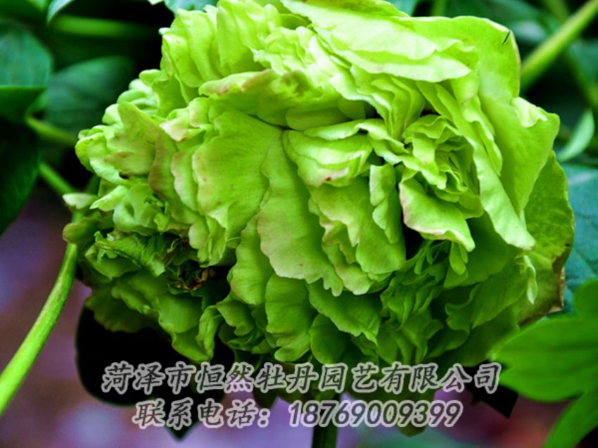 點(diǎn)擊查看詳細(xì)信息<br>標(biāo)題：綠色牡丹 閱讀次數(shù)：2029