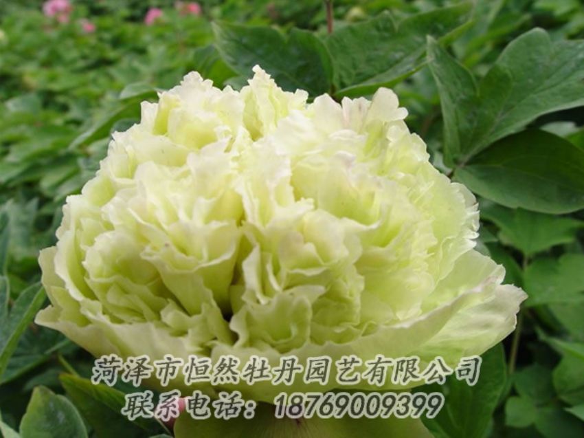 點(diǎn)擊查看詳細(xì)信息<br>標(biāo)題：綠色牡丹 閱讀次數(shù)：1974