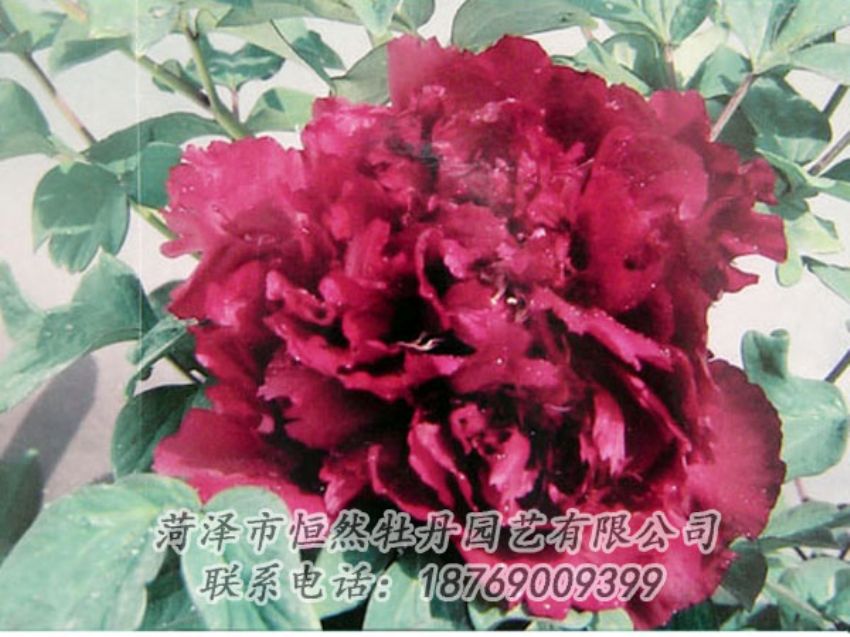 點(diǎn)擊查看詳細(xì)信息<br>標(biāo)題：黑色牡丹 閱讀次數(shù)：2087