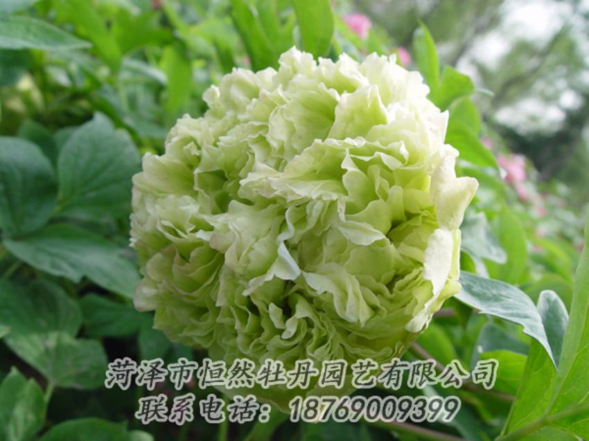 點(diǎn)擊查看詳細(xì)信息<br>標(biāo)題：綠色牡丹 閱讀次數(shù)：2053