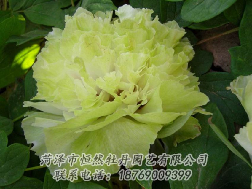 點(diǎn)擊查看詳細(xì)信息<br>標(biāo)題：綠色牡丹 閱讀次數(shù)：2113