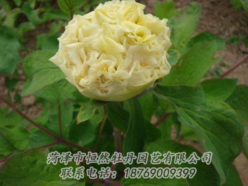 點(diǎn)擊查看詳細(xì)信息<br>標(biāo)題：黃色牡丹 閱讀次數(shù)：2049