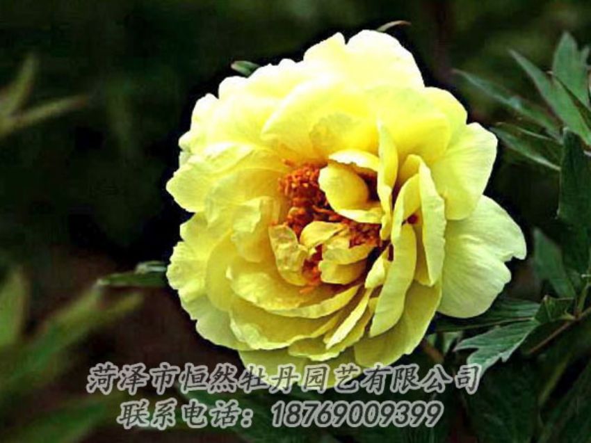 點(diǎn)擊查看詳細(xì)信息<br>標(biāo)題：黃色牡丹 閱讀次數(shù)：1958