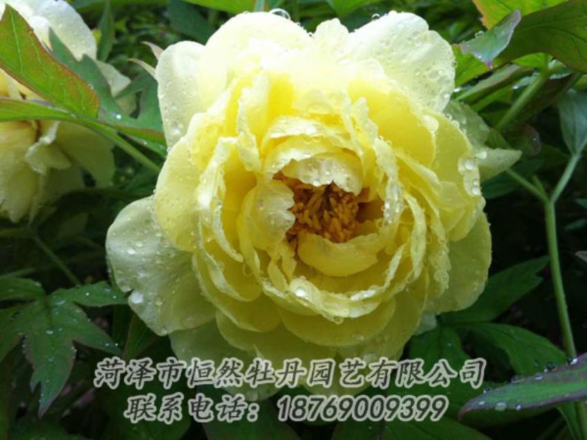 點(diǎn)擊查看詳細(xì)信息<br>標(biāo)題：黃色牡丹 閱讀次數(shù)：1927