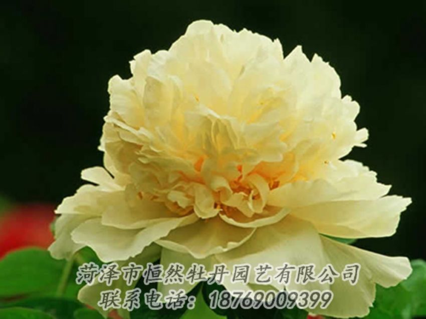點(diǎn)擊查看詳細(xì)信息<br>標(biāo)題：黃色牡丹 閱讀次數(shù)：1981