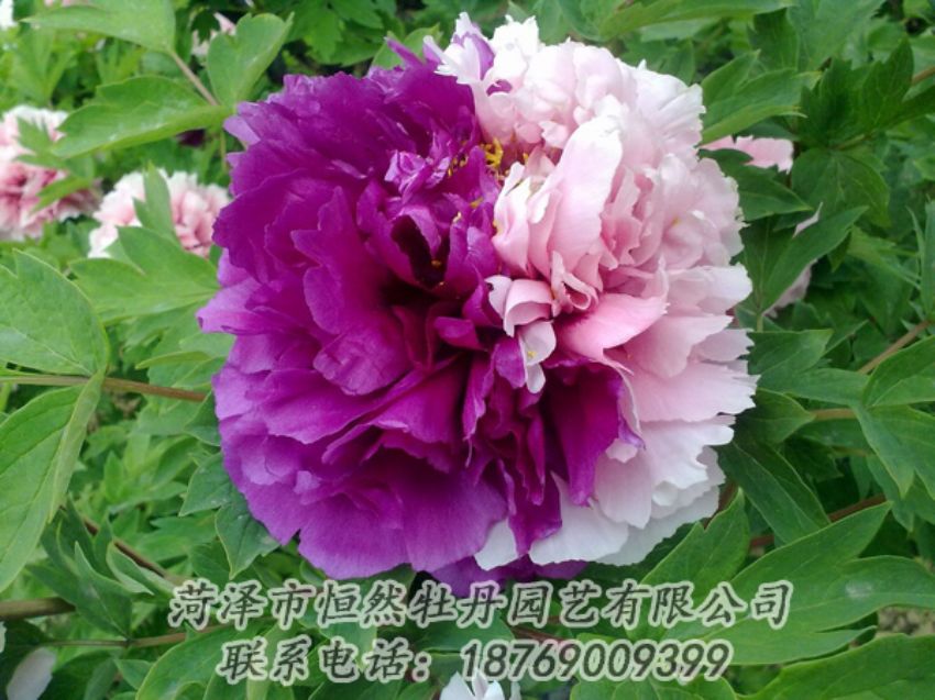 點(diǎn)擊查看詳細(xì)信息<br>標(biāo)題：復(fù)色牡丹 閱讀次數(shù)：2101