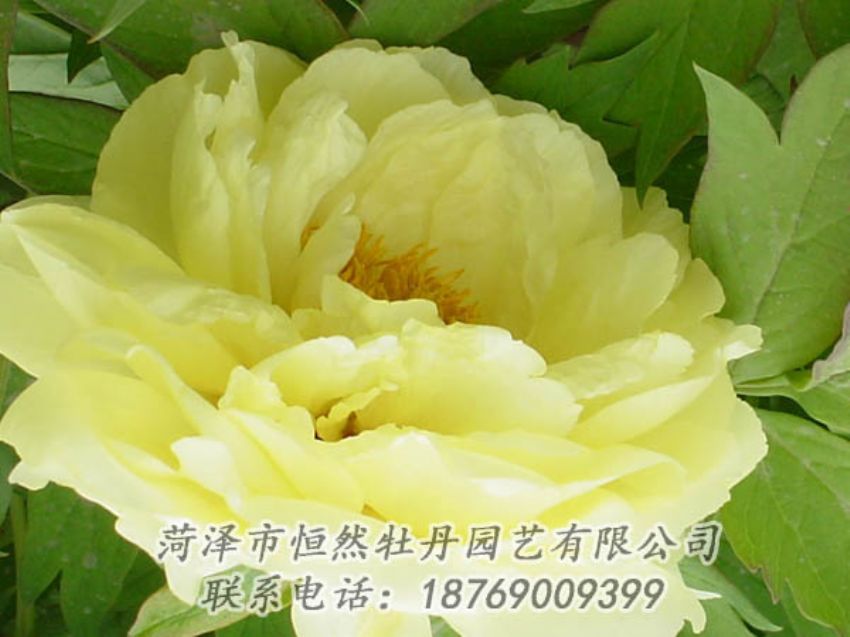 點(diǎn)擊查看詳細(xì)信息<br>標(biāo)題：黃色牡丹 閱讀次數(shù)：2020