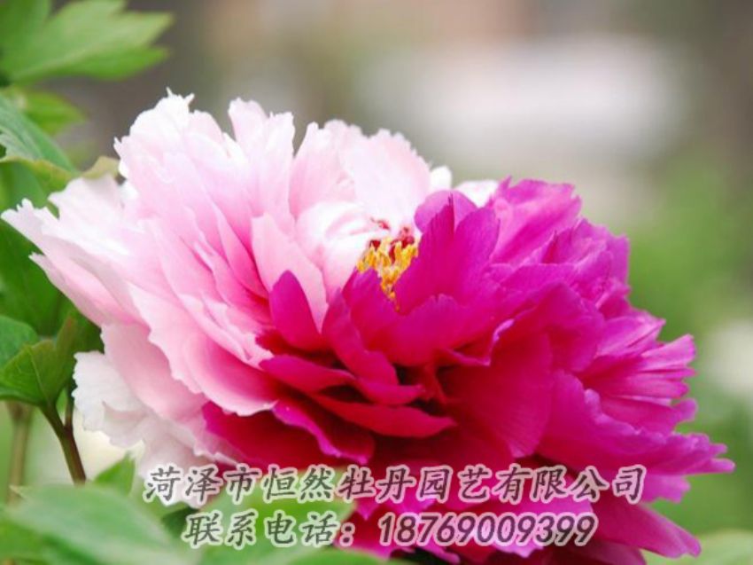 點(diǎn)擊查看詳細(xì)信息<br>標(biāo)題：花二喬 閱讀次數(shù)：2052
