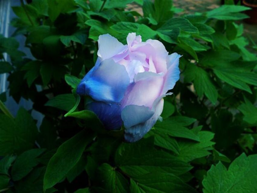 點(diǎn)擊查看詳細(xì)信息<br>標(biāo)題：藍(lán)花魁 閱讀次數(shù)：2283