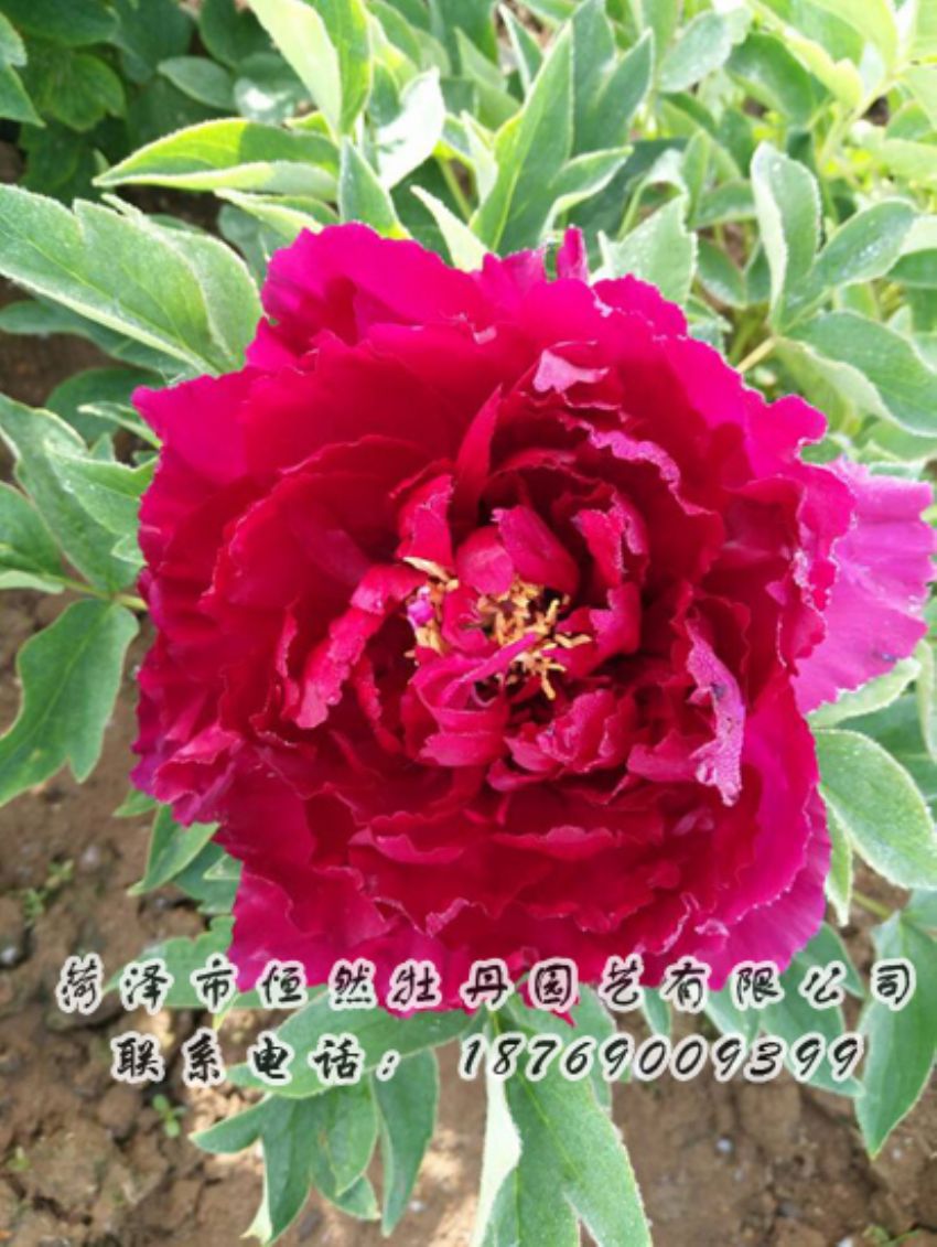 點(diǎn)擊查看詳細(xì)信息<br>標(biāo)題：紅色牡丹 閱讀次數(shù)：1941