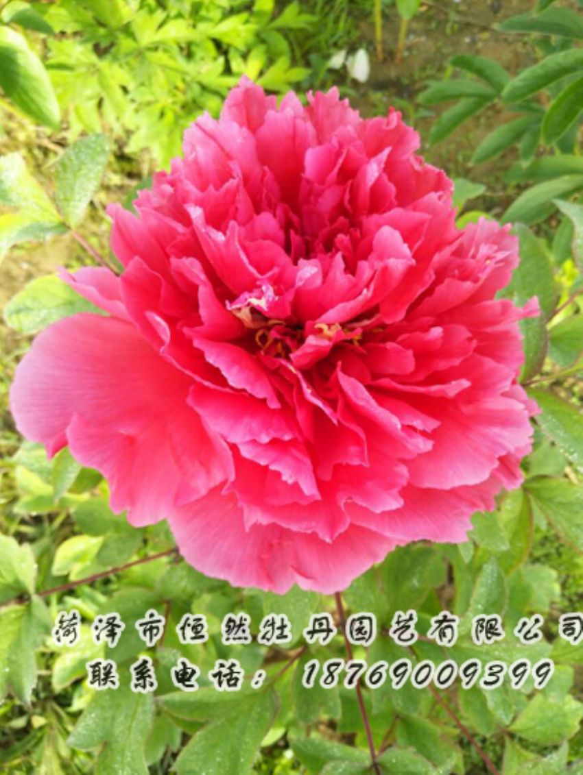 點(diǎn)擊查看詳細(xì)信息<br>標(biāo)題：紅色牡丹 閱讀次數(shù)：1982