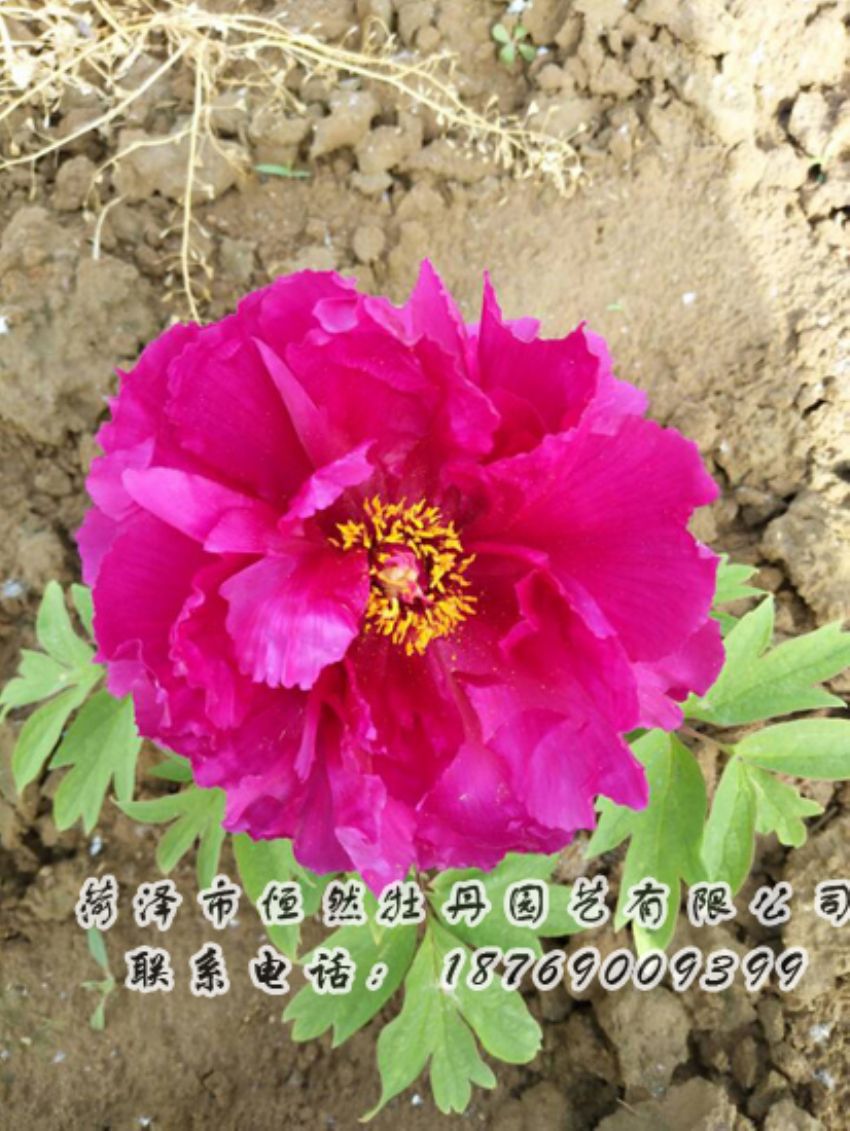 點(diǎn)擊查看詳細(xì)信息<br>標(biāo)題：紅色牡丹 閱讀次數(shù)：2041