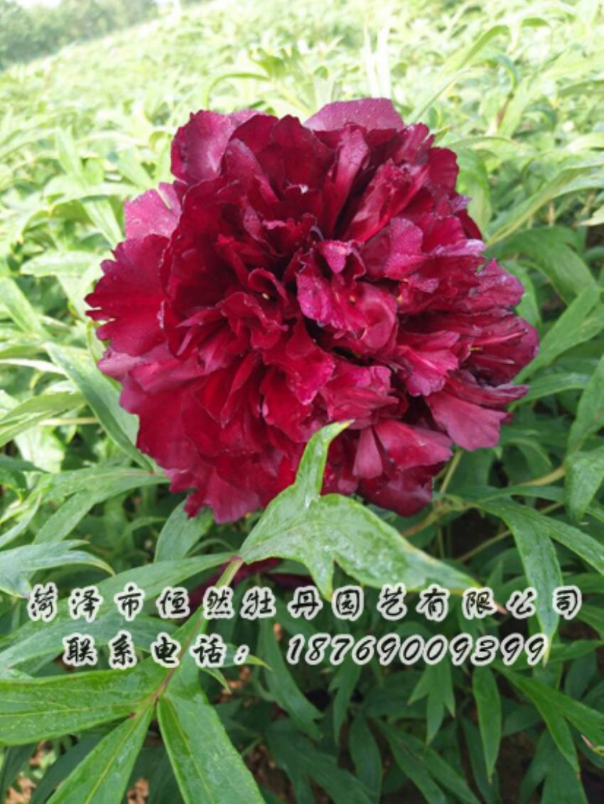 點(diǎn)擊查看詳細(xì)信息<br>標(biāo)題：黑色牡丹 閱讀次數(shù)：2020