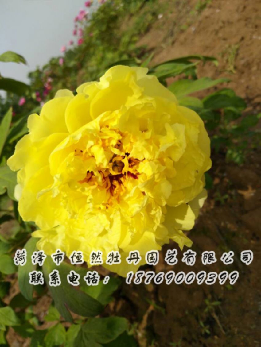 點(diǎn)擊查看詳細(xì)信息<br>標(biāo)題：黃色牡丹 閱讀次數(shù)：2023