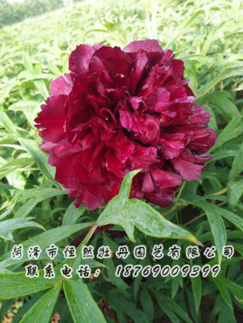 點(diǎn)擊查看詳細(xì)信息<br>標(biāo)題：黑色牡丹 閱讀次數(shù)：1898
