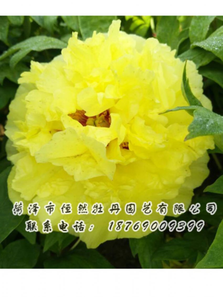 點(diǎn)擊查看詳細(xì)信息<br>標(biāo)題：黃色牡丹 閱讀次數(shù)：2095