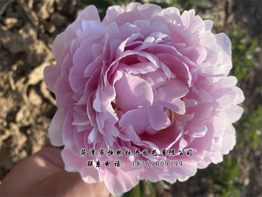 點(diǎn)擊查看詳細(xì)信息<br>標(biāo)題：進(jìn)口芍藥 閱讀次數(shù)：448