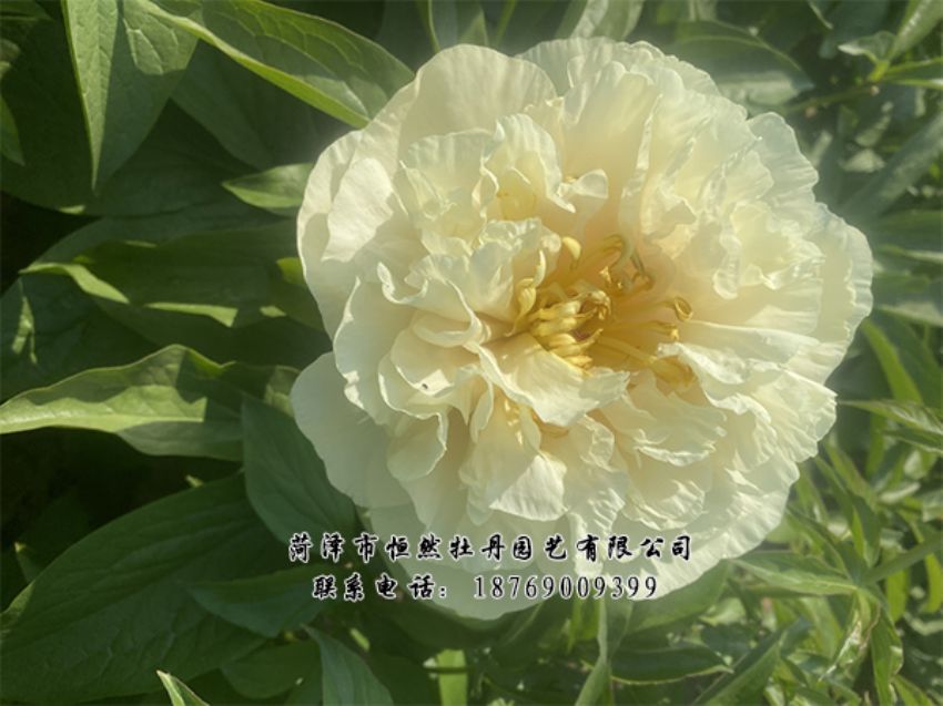 點(diǎn)擊查看詳細(xì)信息<br>標(biāo)題：進(jìn)口芍藥 閱讀次數(shù)：472