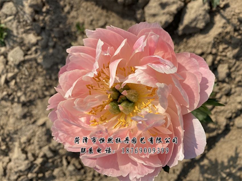 點(diǎn)擊查看詳細(xì)信息<br>標(biāo)題：進(jìn)口芍藥 閱讀次數(shù)：465