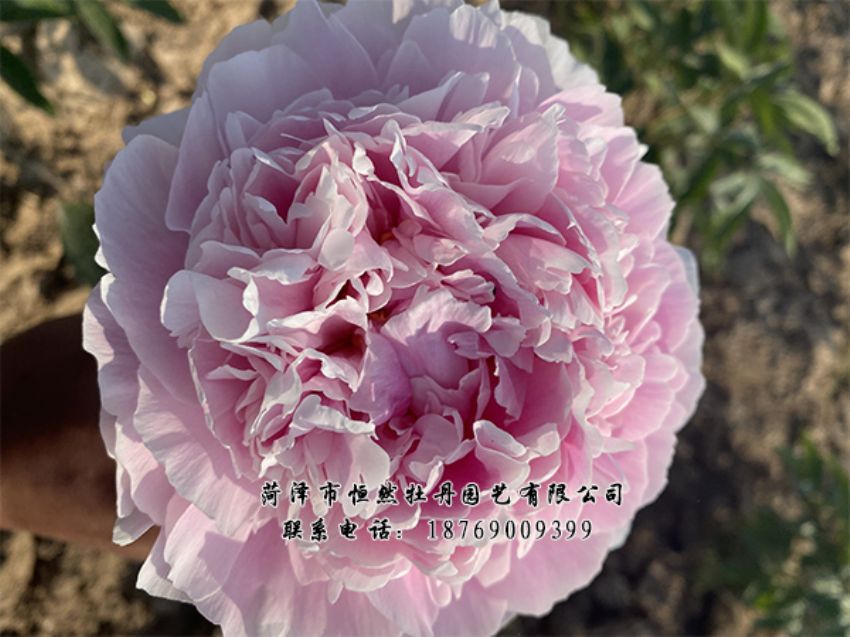 點(diǎn)擊查看詳細(xì)信息<br>標(biāo)題：進(jìn)口芍藥 閱讀次數(shù)：464