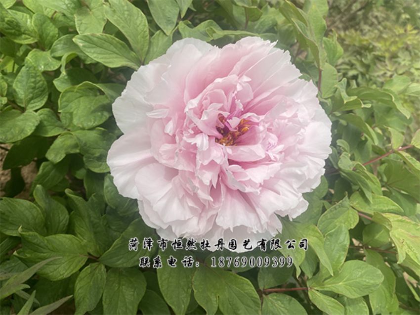 點(diǎn)擊查看詳細(xì)信息<br>標(biāo)題：進(jìn)口芍藥 閱讀次數(shù)：447
