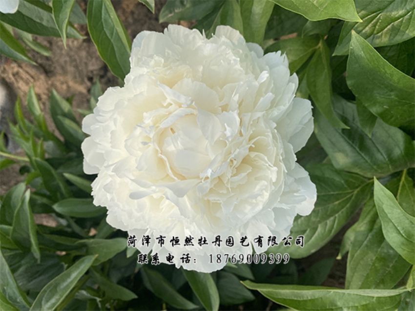 點(diǎn)擊查看詳細(xì)信息<br>標(biāo)題：進(jìn)口芍藥 閱讀次數(shù)：462