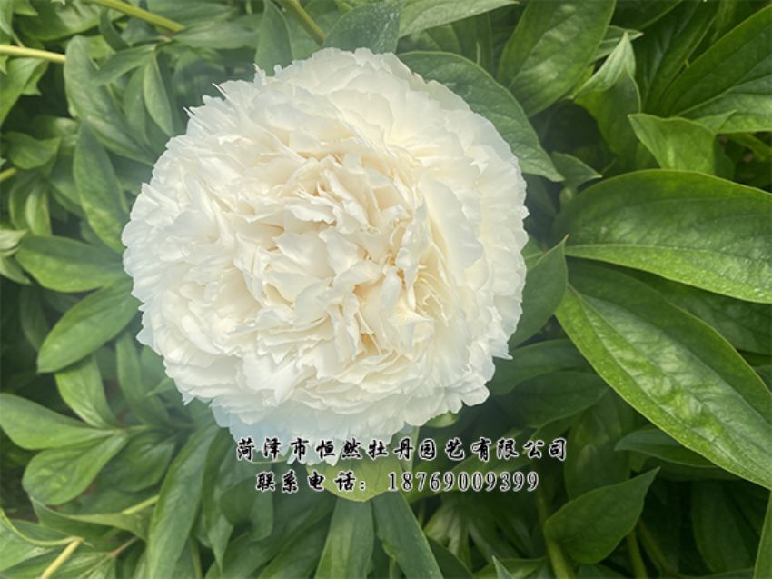 點(diǎn)擊查看詳細(xì)信息<br>標(biāo)題：進(jìn)口芍藥 閱讀次數(shù)：469