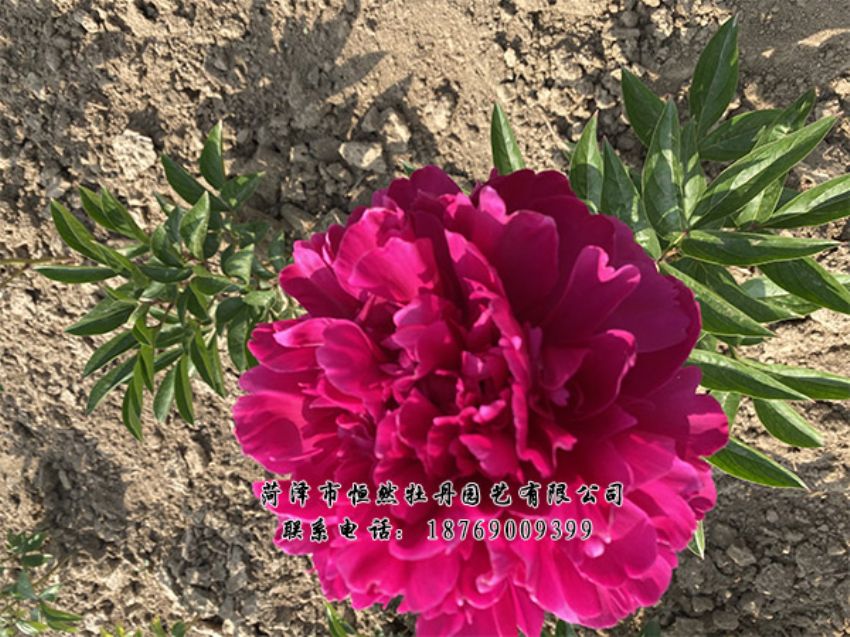 點(diǎn)擊查看詳細(xì)信息<br>標(biāo)題：進(jìn)口芍藥 閱讀次數(shù)：443