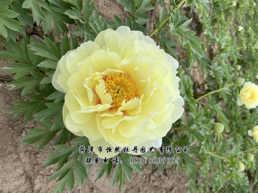 點(diǎn)擊查看詳細(xì)信息<br>標(biāo)題：進(jìn)口芍藥 閱讀次數(shù)：434