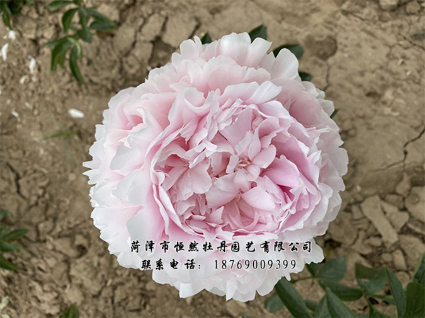 點(diǎn)擊查看詳細(xì)信息<br>標(biāo)題：進(jìn)口芍藥 閱讀次數(shù)：448