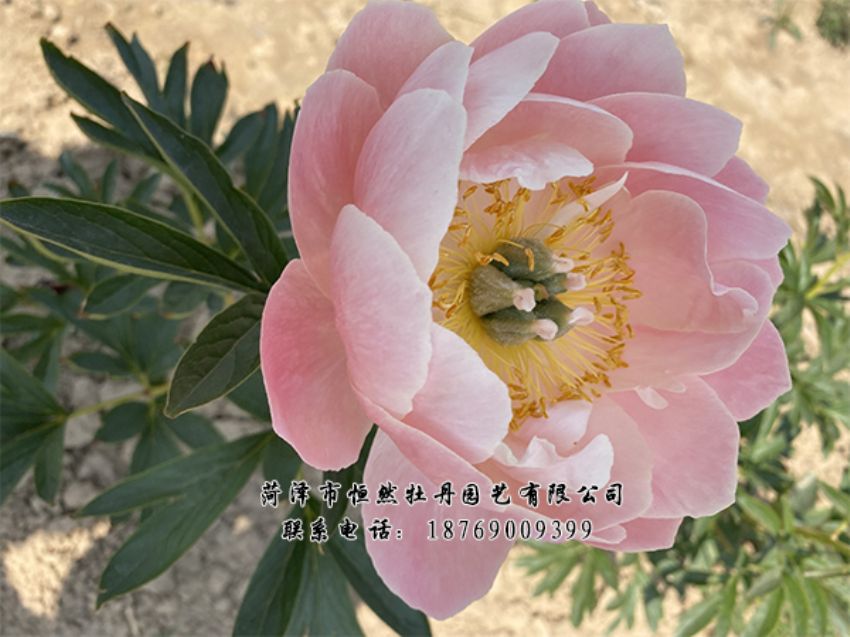 點(diǎn)擊查看詳細(xì)信息<br>標(biāo)題：進(jìn)口芍藥 閱讀次數(shù)：449