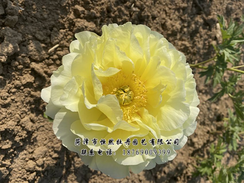 點(diǎn)擊查看詳細(xì)信息<br>標(biāo)題：進(jìn)口芍藥 閱讀次數(shù)：439