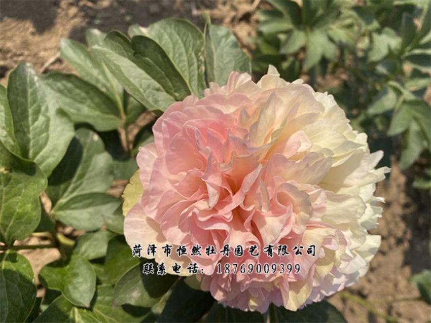 點(diǎn)擊查看詳細(xì)信息<br>標(biāo)題：進(jìn)口芍藥 閱讀次數(shù)：466